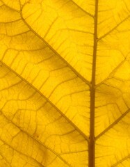 Close-up of a vibrant yellow leaf