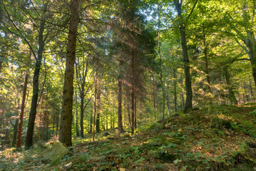 Fototapete bei efototapeten.de bestellen   
