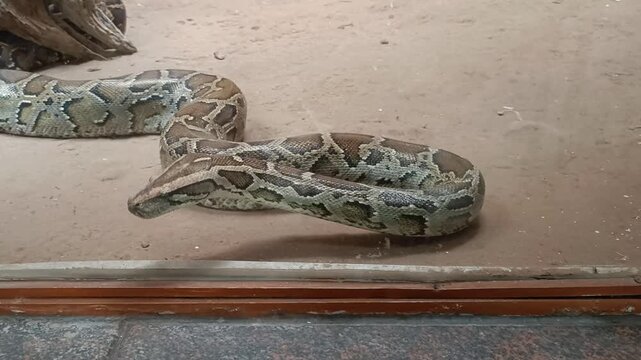 An Immersive Glimpse of a Large Indian Python, Moving and Exploring its Enclosed Habitat, as it is Displayed in a Modern Glass Terrarium at a Zoo