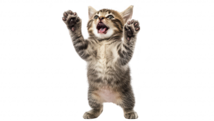 A playful kitten standing on its hind legs with its paws raised. expressing excitement in a bright. minimalistic setting that emphasizes its adorable features and lively personality