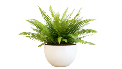 A lush green fern plant in a modern white pot. foliage. set against a neutral background. perfect for home decor or office ambiance enhancement