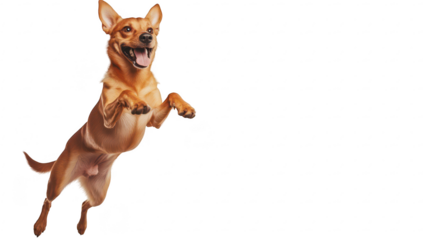 A joyful brown dog leaps playfully in mid-air against a clean. light backdrop. its energy and excitement. ideal for pet-related content or advertisements
