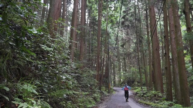 Tourists climb on the winding trail in Chihaya Castle's dense forest (one of Japan's Top 100 Castles), with tall cedars and lush vegetation intertwining to create a quiet atmosphere.