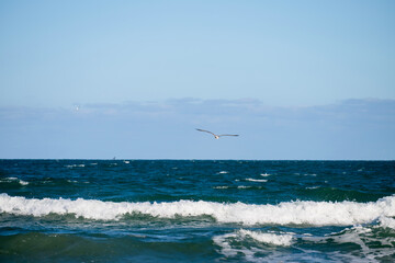 A lone seagull  soars above sparkling ocean waves crashing onto the shore beneath a clear sky.