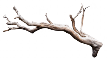 A weathered. twisted tree branch with intricate textures and a light-colored bark. isolated against a white background. perfect for nature-themed designs or organic decor concepts