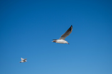 A seagull with wings spread wide soars through a vibrant blue sky