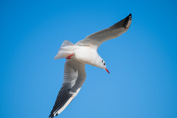 A seagull with wings spread wide soars through a vibrant blue sky,