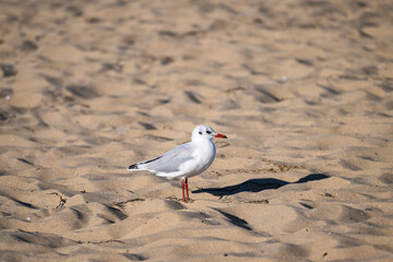 A solitary seagull stands on a sandy beach