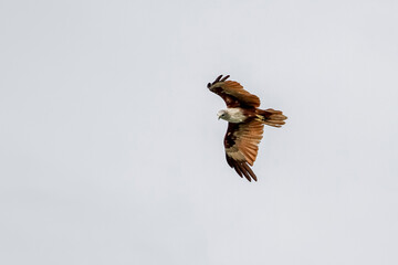 The Red eagle fly on the sky in nature at thailand