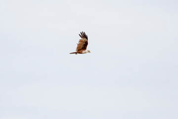 The Red eagle fly on the sky in nature at thailand