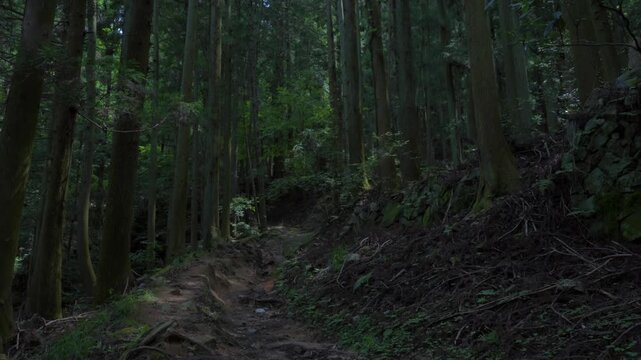 In Takatori Castle's mountain forest (one of Japan's Top 100 Castles), the rugged muddy path is surrounded by tall, dense cedars that block out the sun, feeling natural, primitive and quiet.