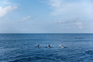 Obraz premium Dolphin swimming close to the surface of the tropical ocean, wildlife background