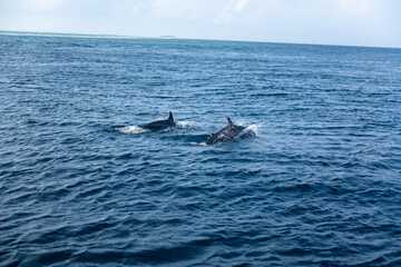 Obraz premium Dolphin swimming close to the surface of the tropical ocean, wildlife background