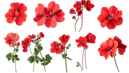 A collection of red geranium flowers various arrangements and angles. perfect for floral design inspiration or botanical studies. set against a clean white background