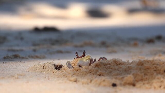 Horned ghost crab (Ocypode ceratophthalmus) throwing sand while digging its burrow. Slow motion footage.