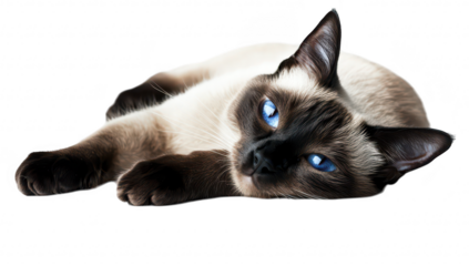 A serene Siamese cat with striking blue eyes lounging comfortably on a clean white surface. its elegant posture and soft fur. perfect for pet-related content or animal photography