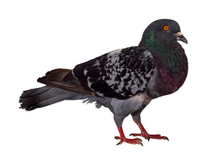 Domestic pigeon bird. The isolation is on a transparent background in the PNG format.