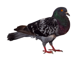 Domestic pigeon bird. The isolation is on a transparent background in the PNG format.