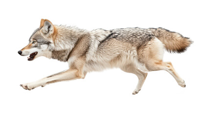 Obraz premium A dynamic and powerful wolf sprinting across a white background. its agility and strength. ideal for wildlife photography or animal behavior studies