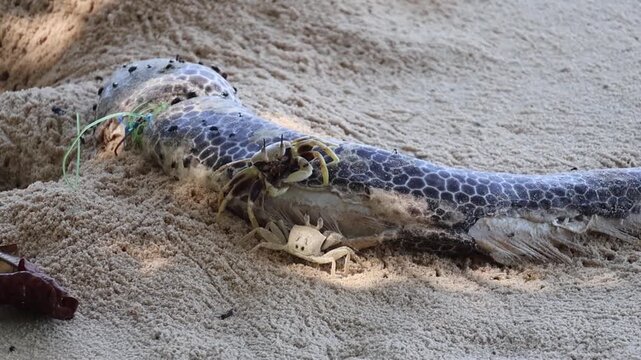 Horned ghost crabs (Ocypode ceratophthalmus) feeding on dead moray fish on shore in slow motion