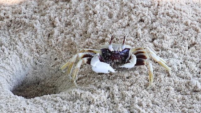 Slow motion close-up of horned ghost crab (Ocypode ceratophthalmus) cleaning and emerging from its burrow