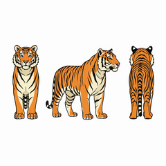Tiger Views Set Front Side and Back Wildlife Animal Illustration Collection