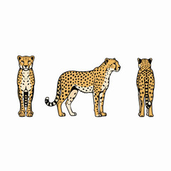 Cheetah Animal Wildlife Illustration Front Side and Back View Isolated on White