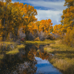 fall color, NOT AI generated