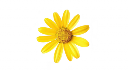 A yellow flower with elongated petals sits against a clean white background. its intricate center. ideal for nature-themed designs or floral arrangements