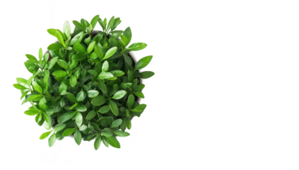 A green potted plant with lush foliage. positioned on a clean white surface. creating a fresh and inviting atmosphere. ideal for home decor or office settings
