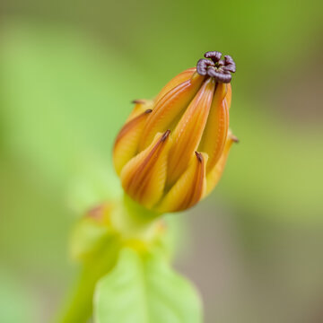 Przewalski's Leopardplant (Ligularia przewalskii). Budding Capitulum Closeup