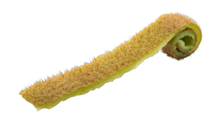 Rolled-Up Kiwi Fruit Peel with Spines.