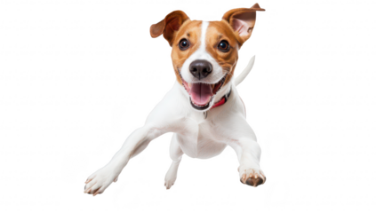 A joyful dog leaps mid-air with a bright expression. its playful nature against a clean white background. ideal for pet-related content or advertisements
