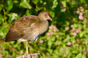 Wildlife portrait of young common moorhen