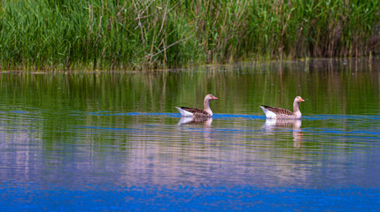 Greylag Goose, Anser anser, Tablas de Daimiel National Park, Daimiel, Ciudad Real, Castilla La...