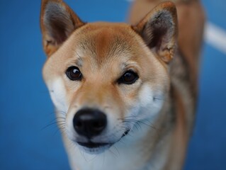portrait of a Shiba Inu face against a clean blue background.