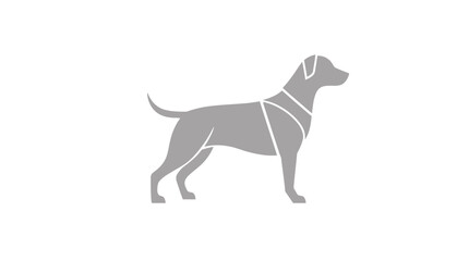 A gray dog stands in profile, wearing a harness, against a white background.