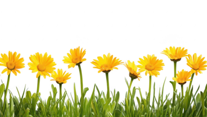 A row of yellow daisies standing tall against a bright white background. their natural beauty. ideal for floral-themed projects or nature-inspired designs
