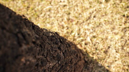 Close Up Of Tree In The Winter With Morning Sunlight