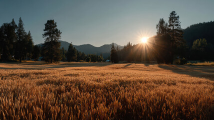 Fototapeta premium Golden wheat field at sunset with sunburst and pine trees