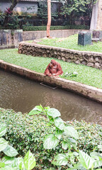 photo of orangutan at the zoo © FENDI