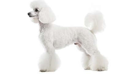 A graceful white poodle stands elegantly against a plain background. its fluffy coat and well-groomed appearance. perfect for pet photography or grooming service advertisements
