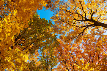 Nature fall weather. Seasonal forest. Natural fallen leaves. Autumnal leaves on tree. Autumnal season nature. Bright color fall. Autumn season. Fall leaves change color. Autumn colors