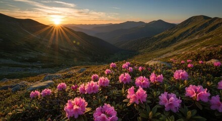 Mountaintop rhododendrons at sunset