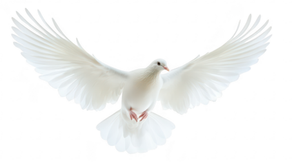 A graceful white dove in mid-flight. wings fully spread. symbolizing peace and freedom against a pure white background. suitable for use in inspirational and nature-themed projects