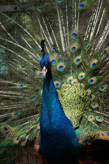Blue peacock shows its tail, Peacock displaying tail feathers. ,Male peacock dancing gracefully and colorful