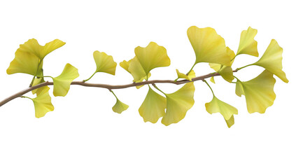 A delicate branch of yellow ginkgo leaves gracefully extending against a clean white background. capturing the essence of natures beauty and perfect for botanical illustrations or decor