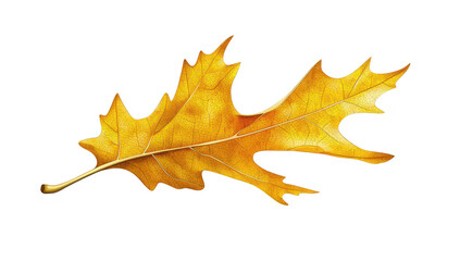 Obraz premium A golden oak leaf elegantly positioned against a clean white background. its intricate details and natural beauty. ideal for seasonal themes and nature-related projects