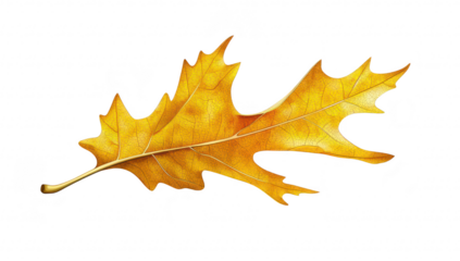 A golden oak leaf elegantly positioned against a clean white background. its intricate details and natural beauty. ideal for seasonal themes and nature-related projects