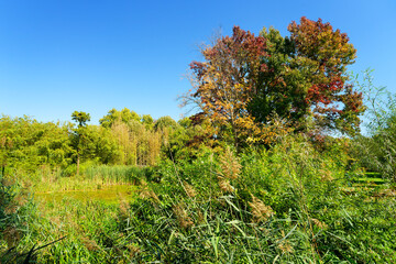 Fototapeta premium Arboretum of Paris, botanical garden in the 12th arrondissement of Paris city.